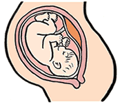 この時期に入ると、子宮の位置はかなり下がってきています。胃の圧迫感がなくなり、食欲が出てくる代わりに、膀胱が圧迫されるので頻尿になります。 妊娠10ヶ月 「ママの状態」