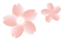 桜花立雛セットプレゼント