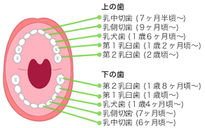 子どもの歯の生え方の図