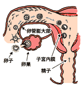 妊娠1ヶ月っていつのこと？