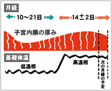 妊娠3ヶ月、胎児と呼ばれるのは8週目から