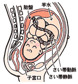 妊娠4ヶ月 妊娠12週 13週 14週 15週 妊娠初期 のおなかの赤ちゃんの様子 妊娠 出産 育児に関する総合情報サイト ベビカム