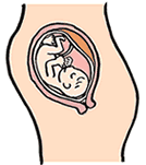 20~23週のころ、おなかがせり出しこむら返りがおこりやすい 妊娠6ヶ月 「ママの状態」