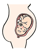 妊娠9ヶ月になると位置が定まります