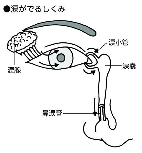 涙 すぐ が 出る に