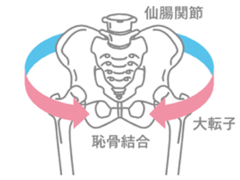 仙腸関節・大転子・恥骨結合の構造の説明イラスト