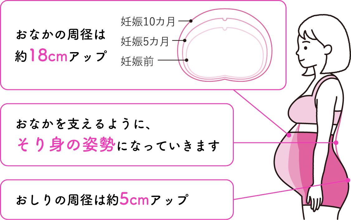 妊婦さんの体の変化。おなかの周径は約18センチアップ。