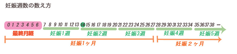 表「妊娠週数の数え方」最終月経から妊娠5週まで