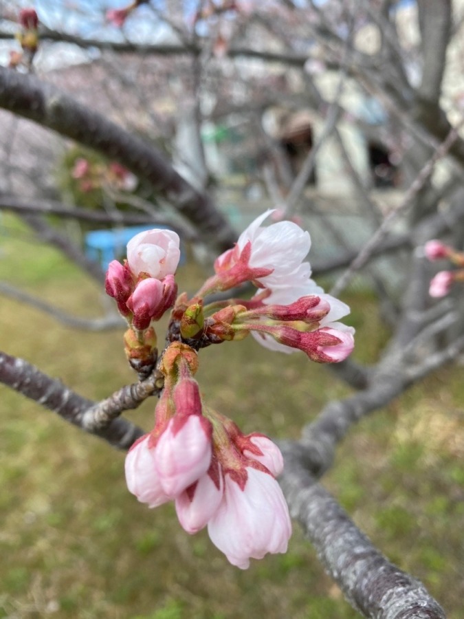 私の桜フォト