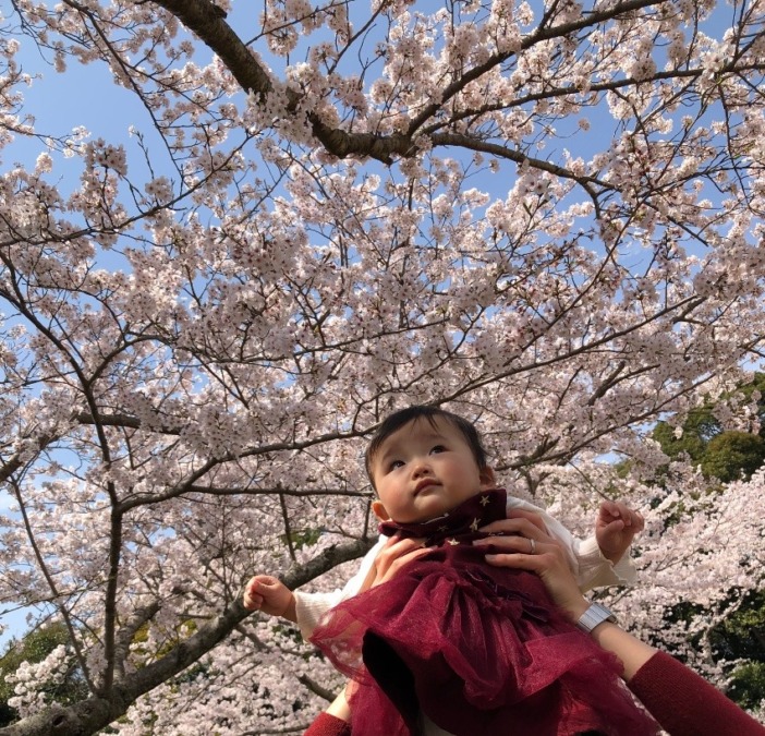 私の桜フォト