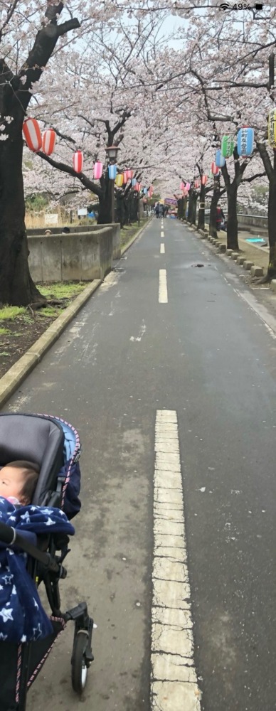 私の桜フォト