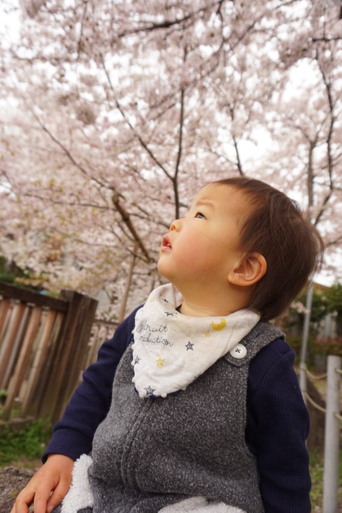 私の桜フォト