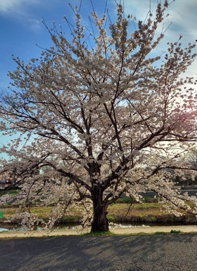 私の桜フォト