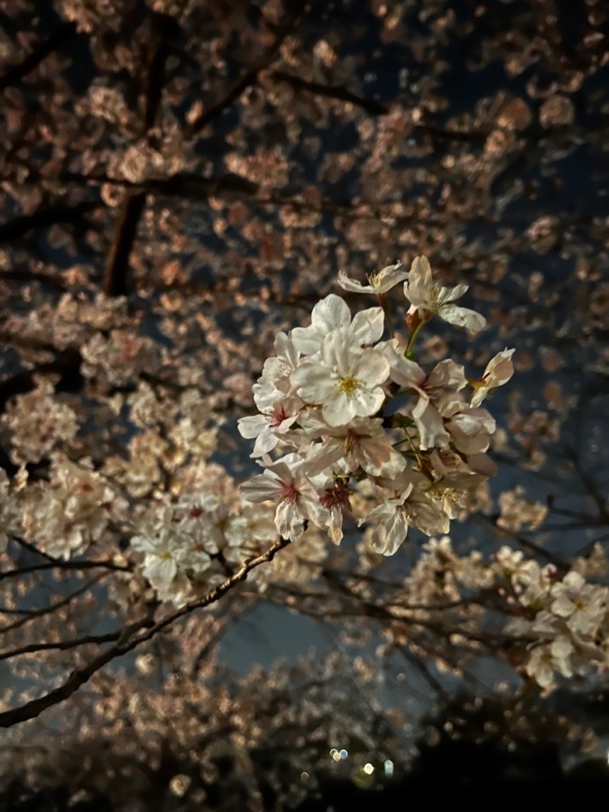 夜桜って最高