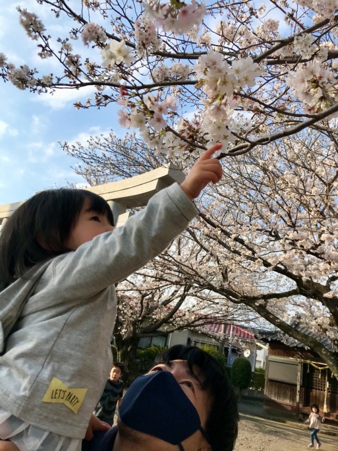 私の桜フォト