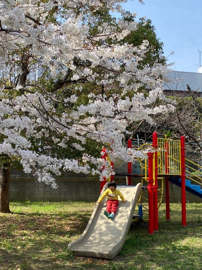 私の桜フォト