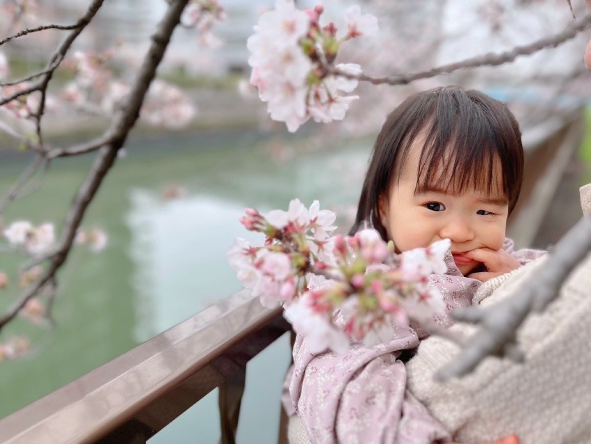 私の桜フォト