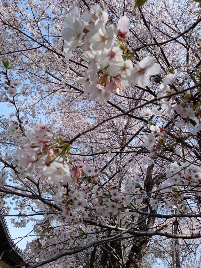 私の桜フォト