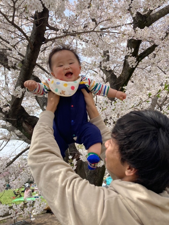 私の桜フォト