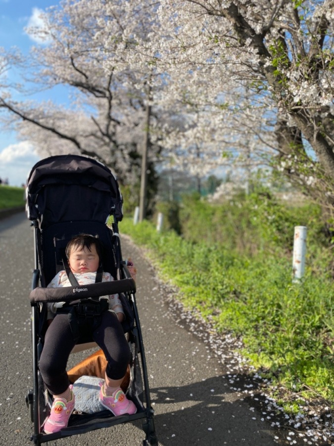 桜の下でイヤイヤからの不貞腐れて寝る