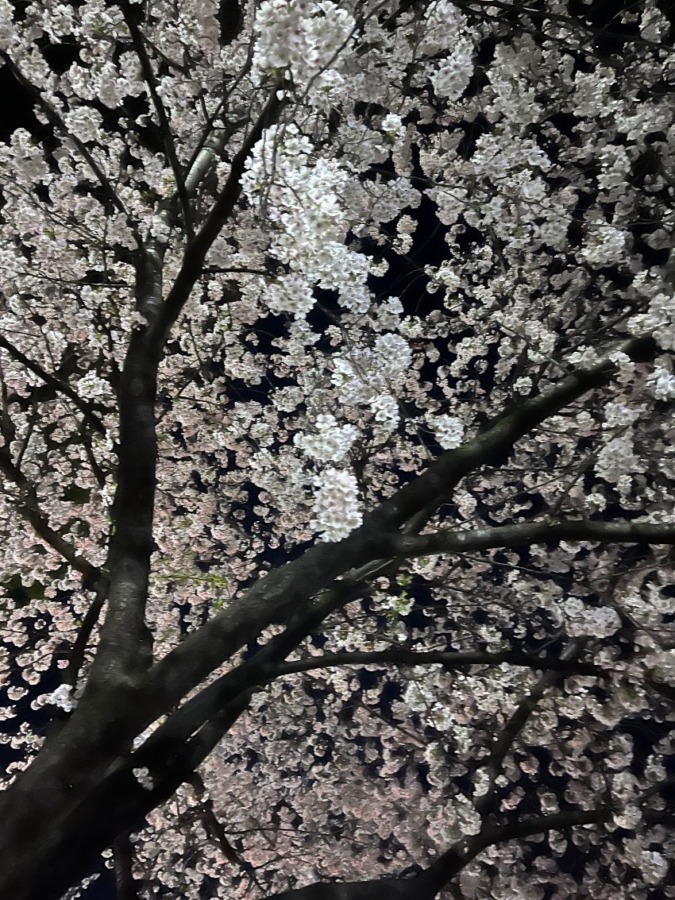 私の桜フォト