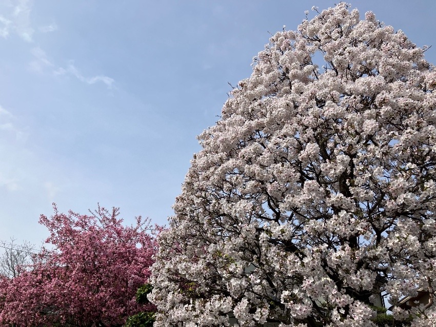 私の桜フォト