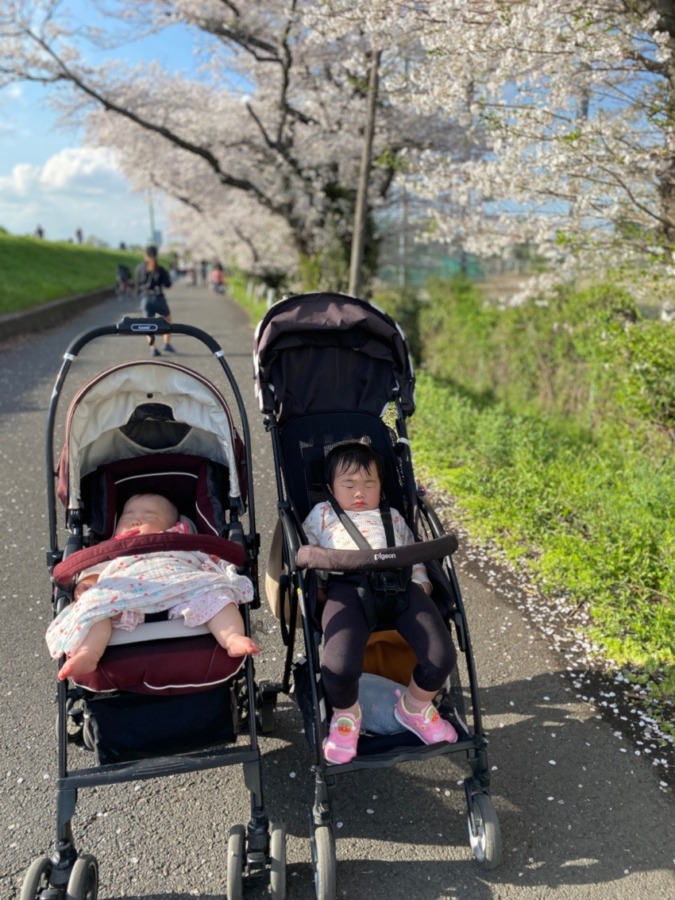 桜道の下でお昼寝