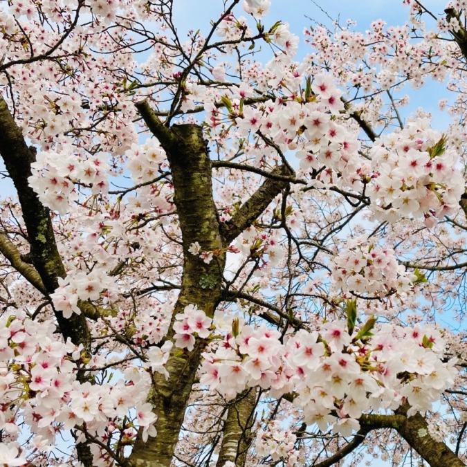 私の桜フォト