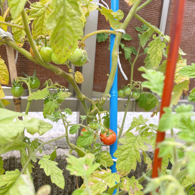 ミニトマトの虫除け、いい方法知りませんか?