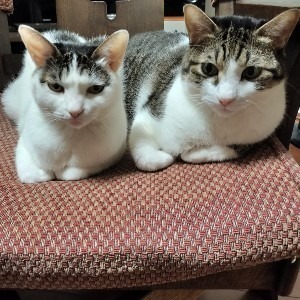 まりこむ