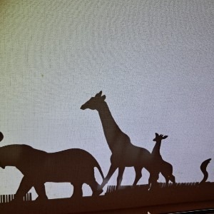 フウセンカズラ