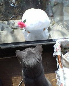 月野うさぎ