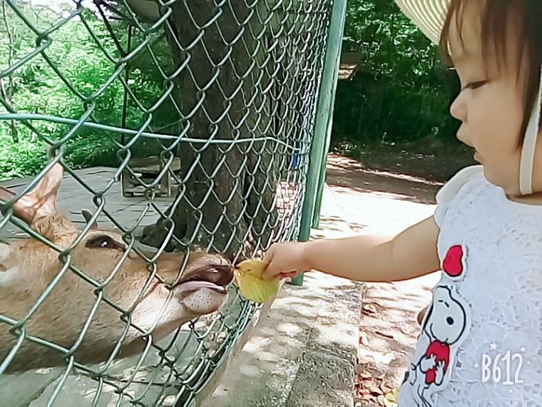 動物園での娘とシカの触れあい ID:8336 生後1歳6ヶ月（569日目）の写真