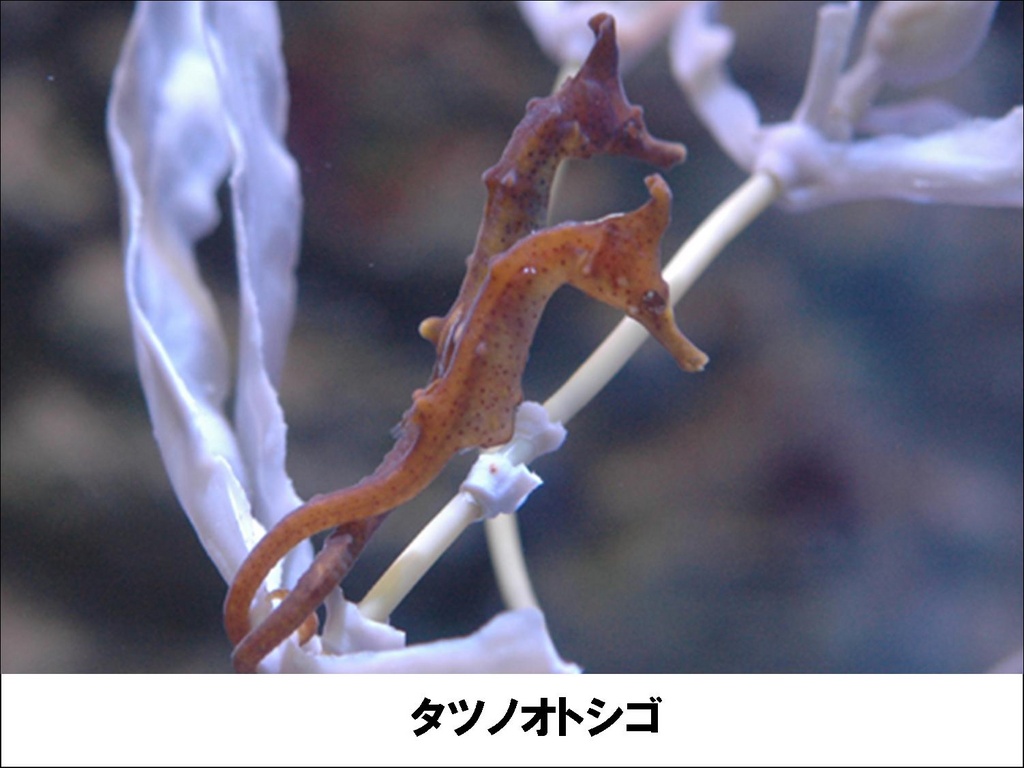 サンシャイン水族館にタツノオトシゴを見に行こう 日記 ベビカム編集さんのブログ 妊娠 出産 育児に関する総合情報サイト ベビカム サンシャイン水族館にタツノオトシゴを見に行こう 日記 ベビカム編集さんのブログ 妊娠 出産 育児に関する総合情報サイト ベビカム
