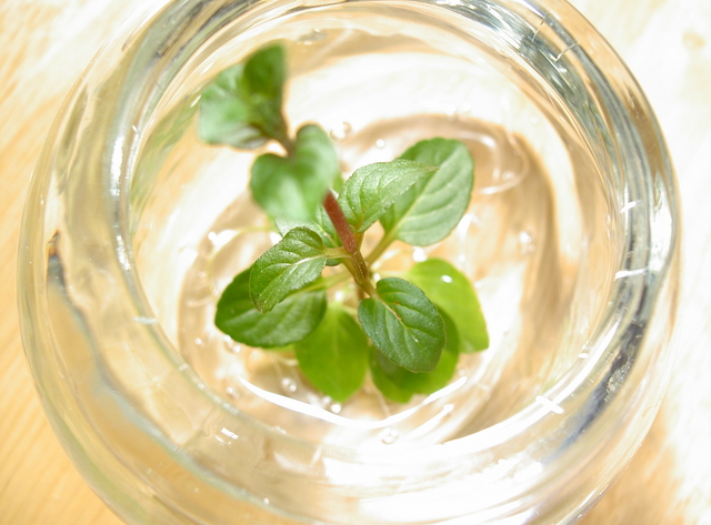 今日の食材 ミント 7月4日 日記 Coopさんのブログ 妊娠 出産 育児に関する総合情報サイト ベビカム