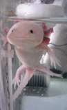 しょうゆママ