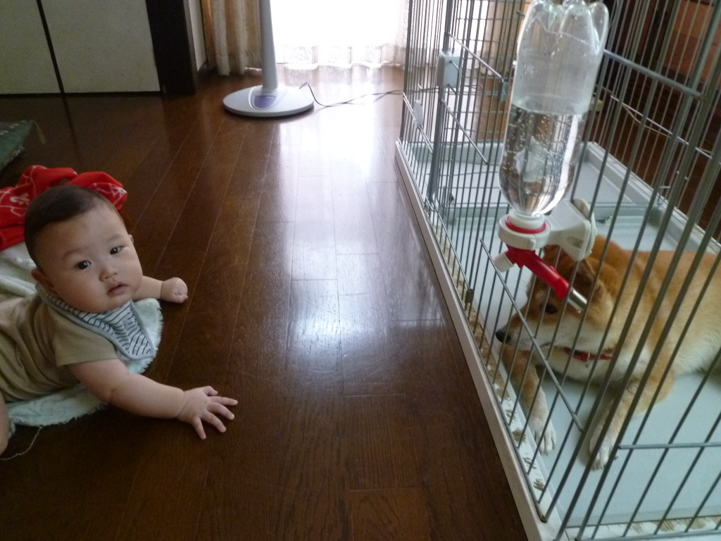 生後7日 実家で柴犬がやきもち 日記 Chii0818さんのブログ 妊娠 出産 育児に関する総合情報サイト ベビカム