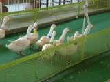ももか2013